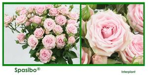 ROSE BR. SPASIBO 50
